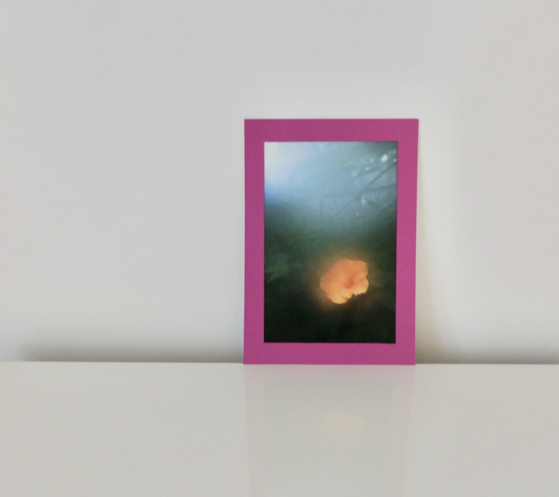 Blume Orange mit pinkem Passepartout